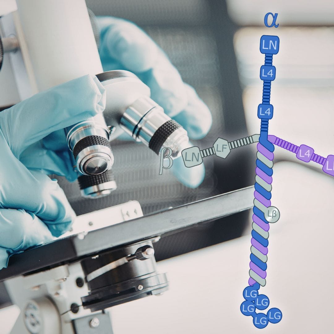 laminina, polilaminina