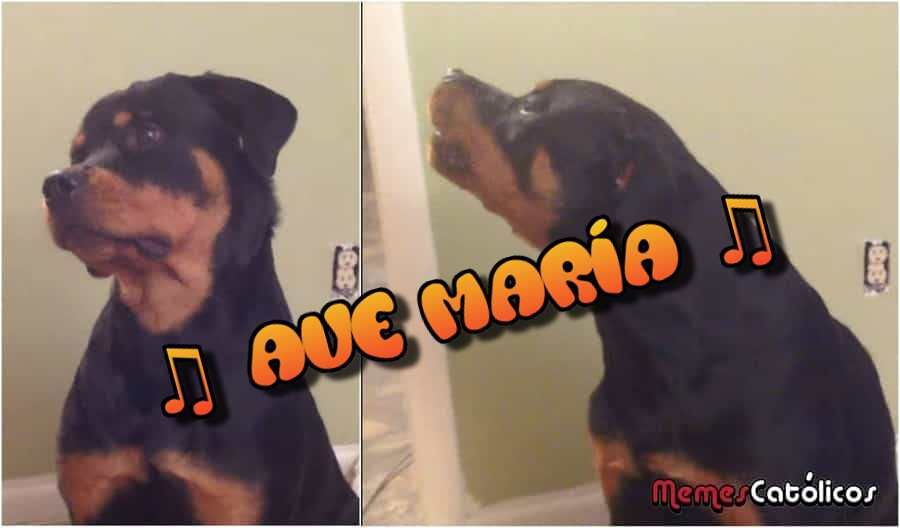 Tierno perrito intenta cantar el Ave María y se vuelve Viral en Internet