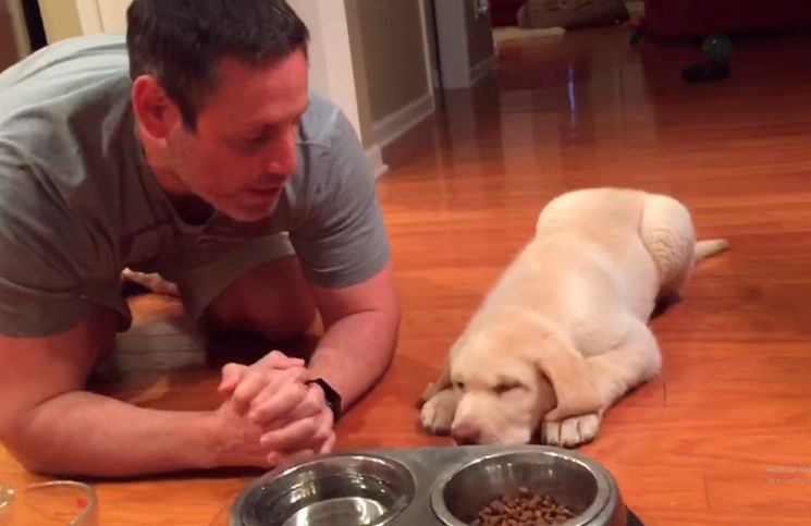 VIDEO: Perrito que reza antes de comer es lo más tierno que verás hoy