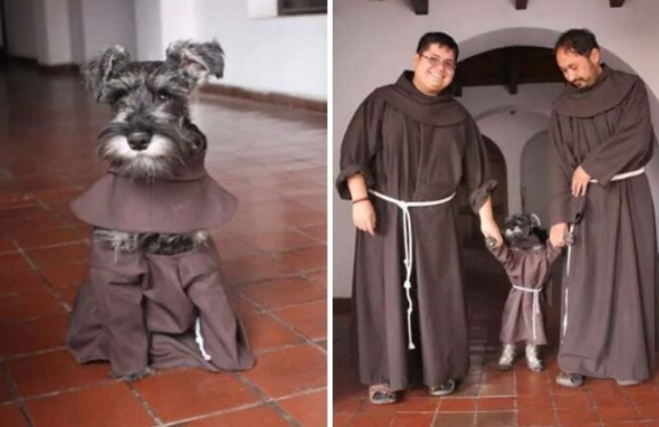 Conoce a “Fray Carmelito”, el cachorro de hábito franciscano