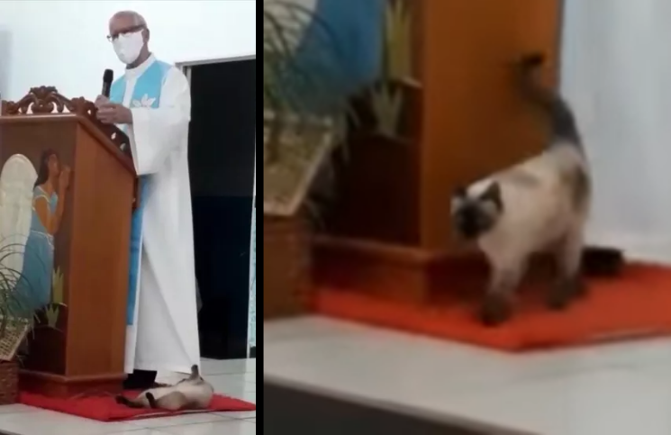 [Video] Gata juega con vestimenta del sacerdote durante homilía