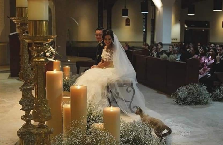 Un gato entró en plena boda y la historia se hizo viral