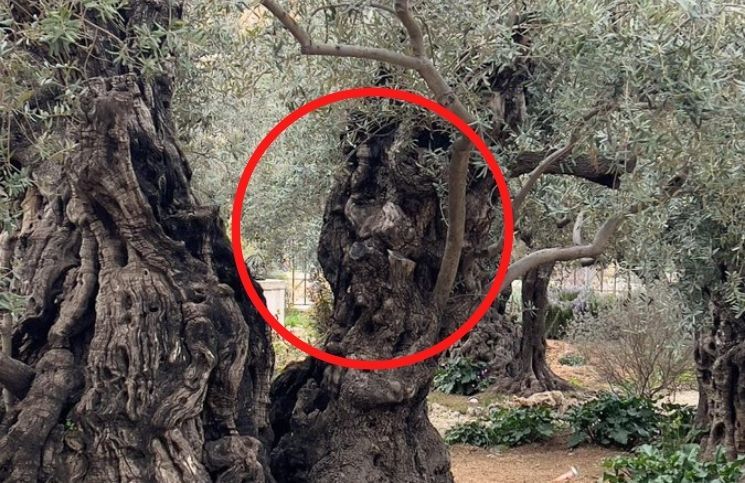 ¿El rostro de Jesús en un árbol del huerto de Getsemaní? La curiosa fotografía viral