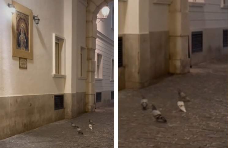 [Video] Reacción de palomas frente a la imagen de la Virgen sorprende a jóvenes